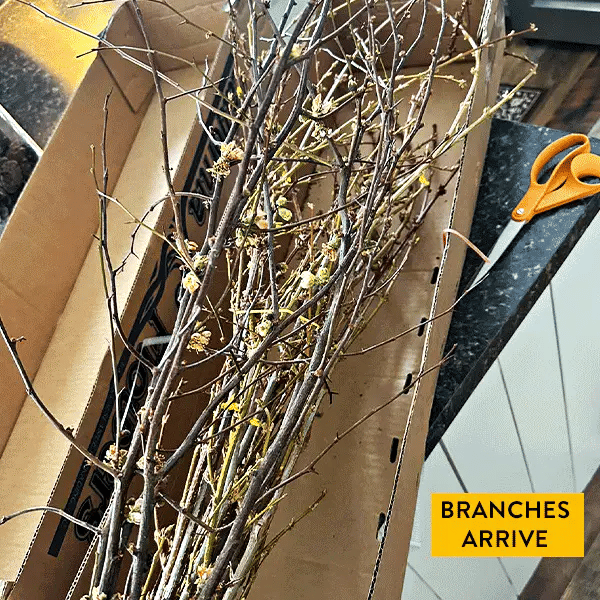30 Inch Living Forsythia Stem Bunch